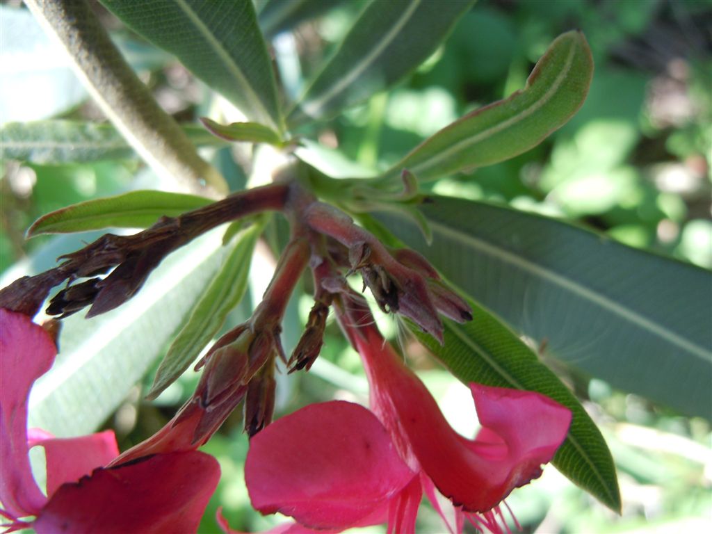 Nerium oleander / Oleandro